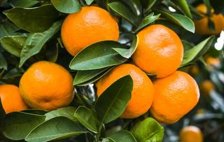 柑桔 柑橘 桔子 橘子图片
