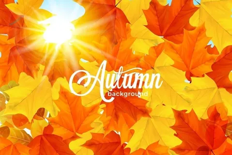 矢量枫叶秋天背景图片