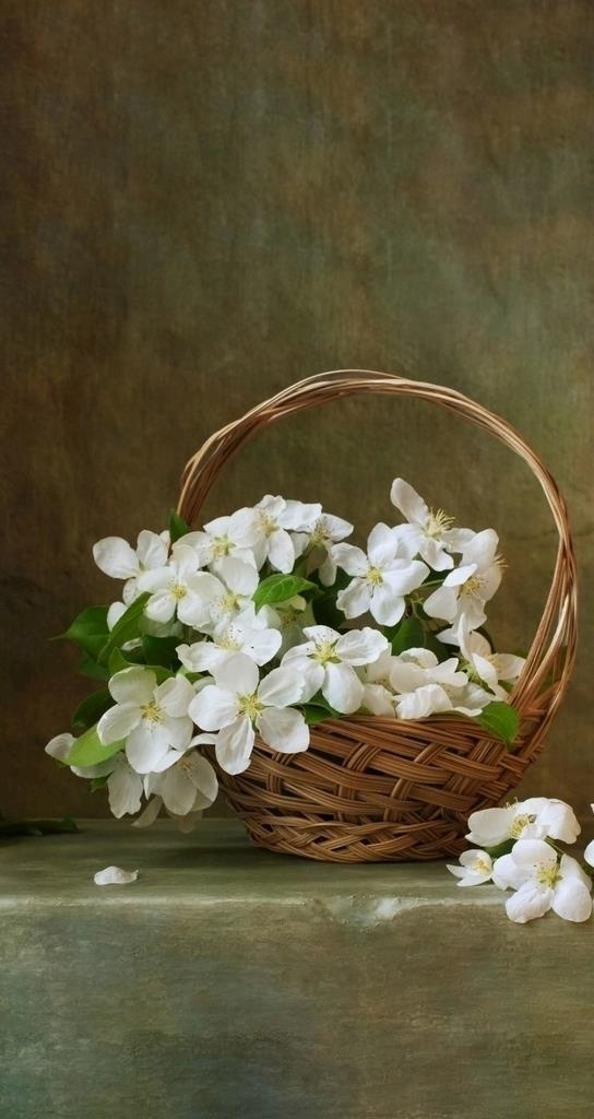 茉莉花图片
