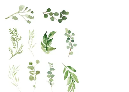 森系绿植 水彩 手绘 元素图片