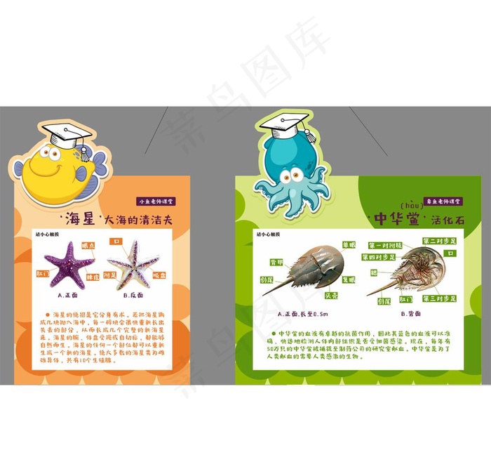 海洋动物科普知识图片