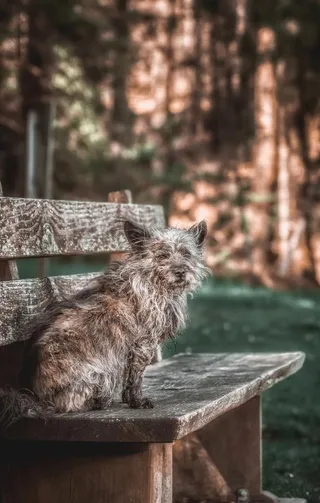 老山小猎犬图片