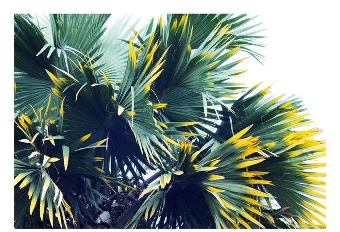 植物挂画图片