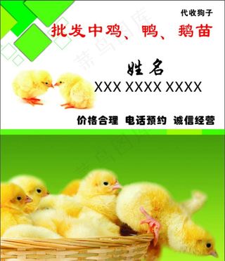 批发鸡苗名片图片