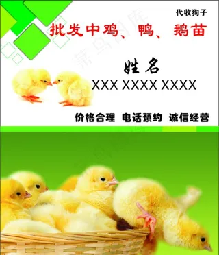 批发鸡苗名片图片