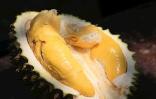 猫山王榴莲图片