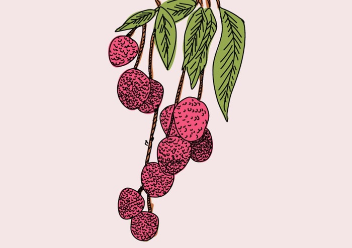 荔枝手绘图片