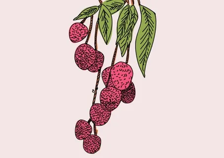 荔枝手绘图片