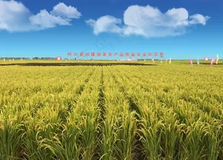 水稻示范区图片