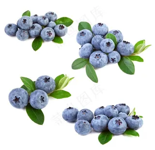 蓝莓图片