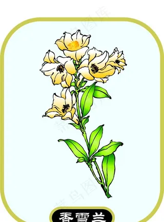 香雪兰图片