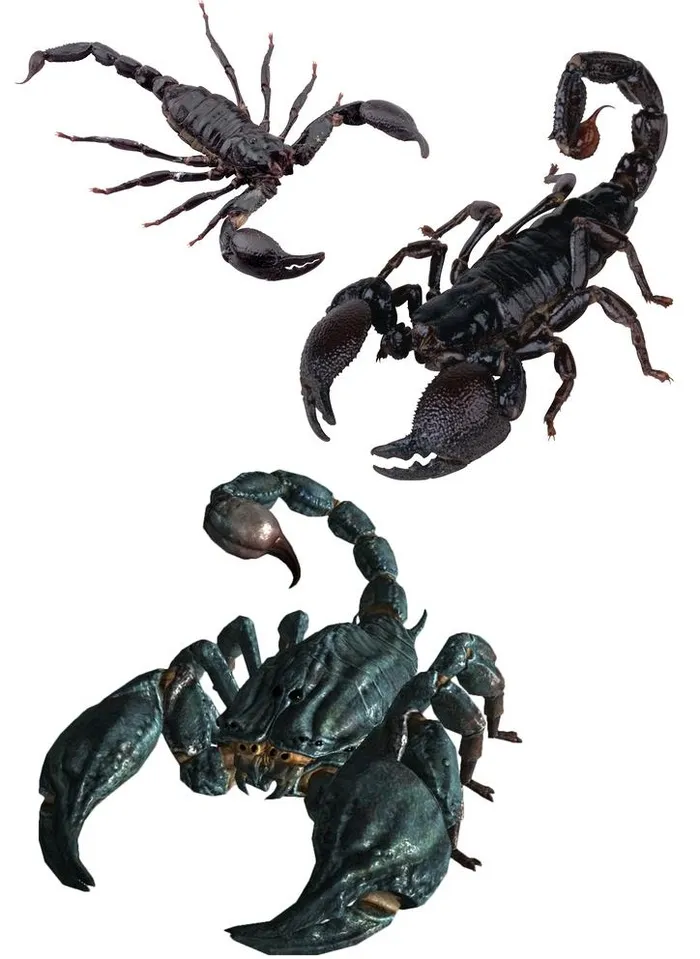 蝎子图片(2480x3508)psd模版下载