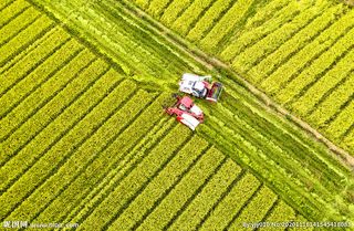 金灿灿的稻田图片