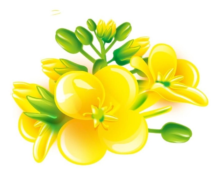 油菜花图片cdr矢量模版下载