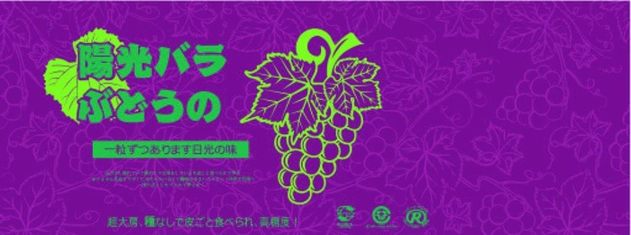 阳光玫瑰007图片ai矢量模版下载