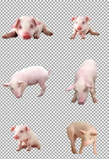 高清小猪猪崽图片