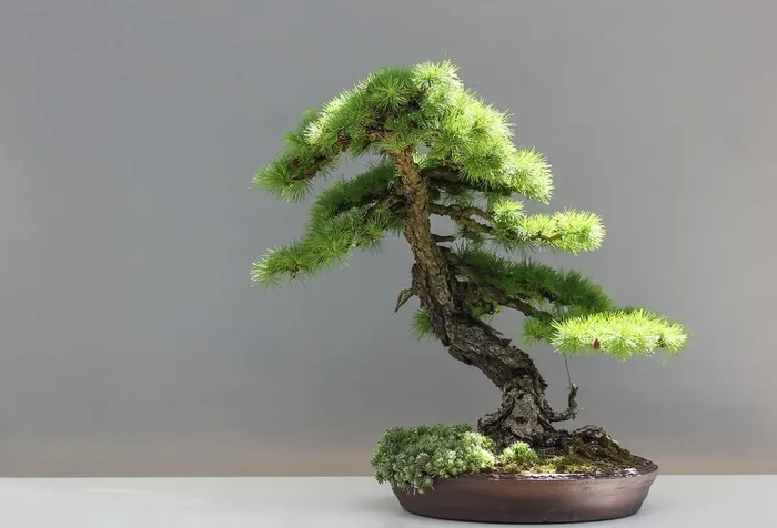盆栽盆景瓶栽室内外花草图片