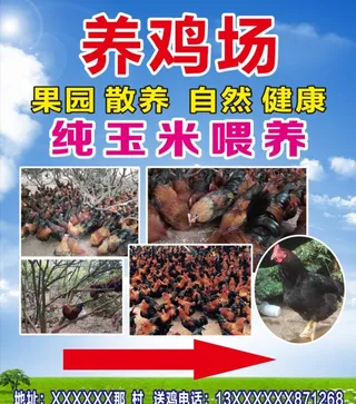 养鸡场图片