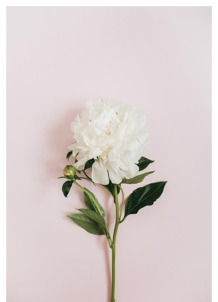 简约花朵装饰画图片