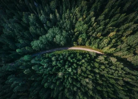 森林图片 森林图片