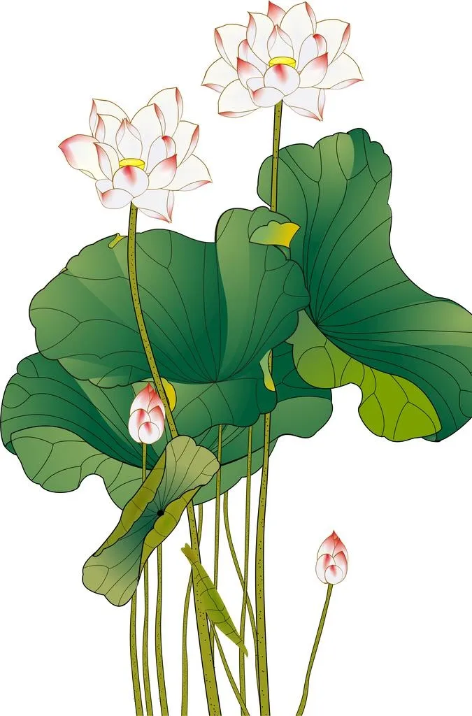 荷花  图片(2545x3688)psd模版下载