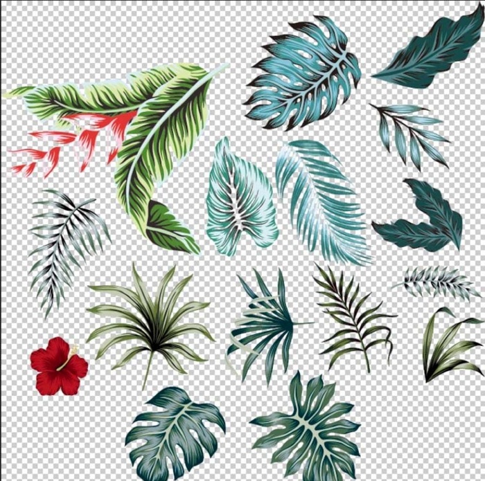 热带 植物 叶子 花朵 素材 图片