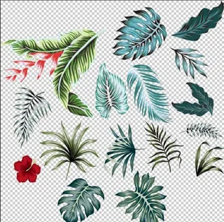 热带 植物 叶子 花朵 素材 图片