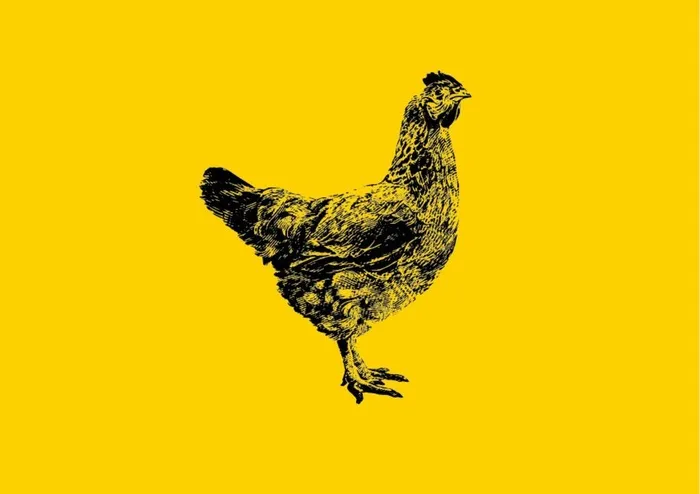 线描鸡图片ai矢量模版下载