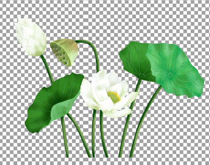 透明底荷花图片
