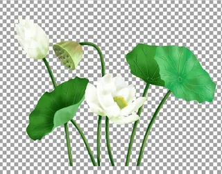 透明底荷花图片