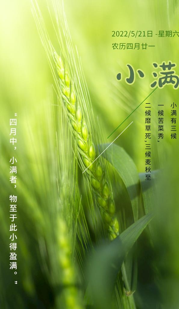 节气小满海报图片