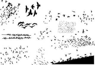 迁徙鸟群剪影矢量素材图片