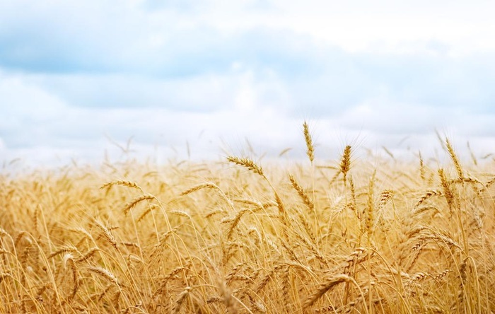 粮食背景图片