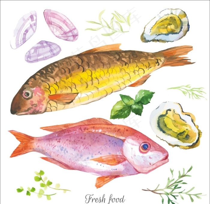 新鲜的海鲜插画图片