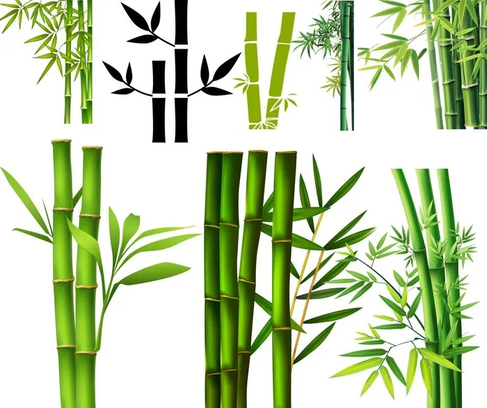 竹子素材图片(3543x4724)psd模版下载