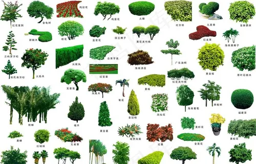 树木配名分层素材图片