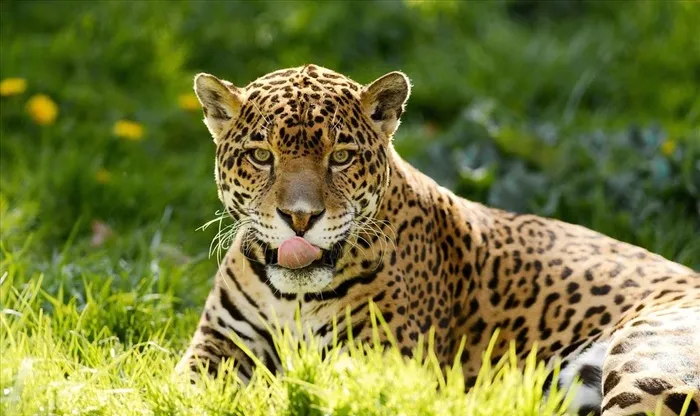 野生动物豹子图片