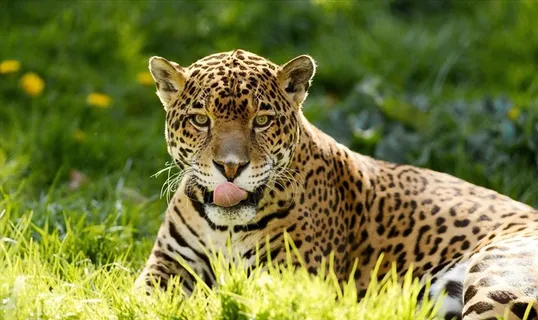 野生动物豹子图片 野生动物豹子图片