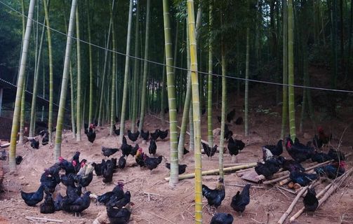 散养 五黑鸡图片