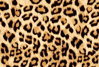 豹纹图片