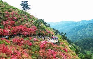 武汉云雾山杜鹃图片