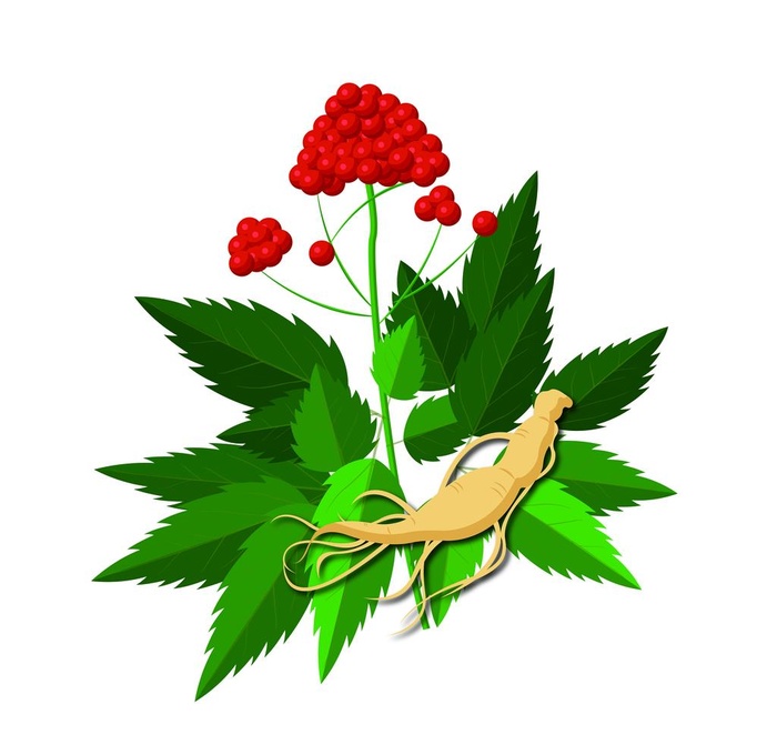 手绘矢量图绿色植物人参图片