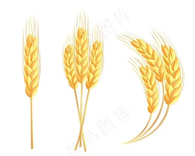 小麦ICON图标标志图片