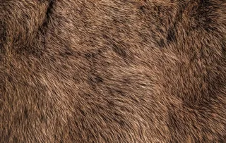 动物皮毛           图片