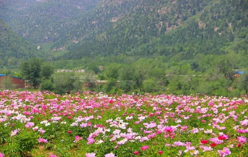 芍药花海图片 芍药花海图片