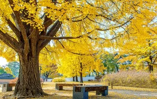 秋天在韩国景福宫图片