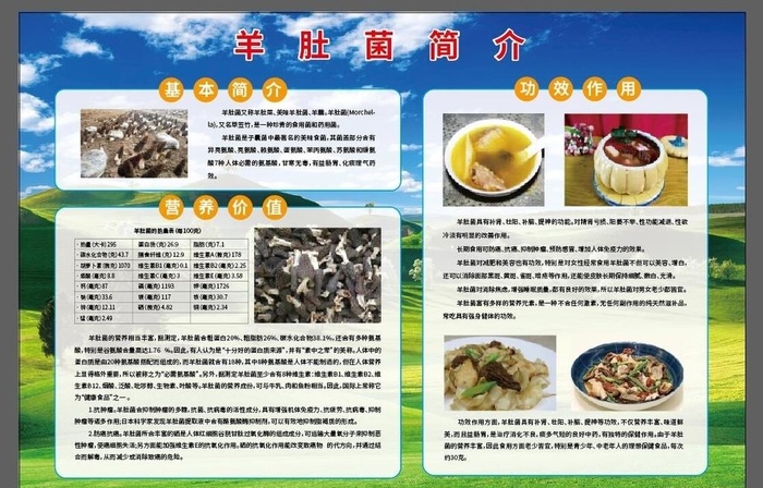 羊肚菌简介图片ai矢量模版下载