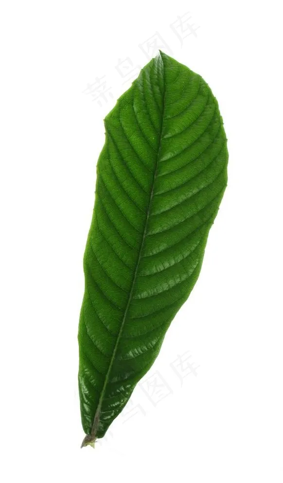 一片枇杷叶图片