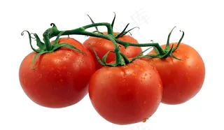 西红柿图片