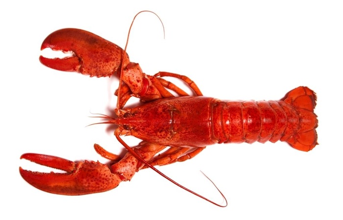 龙虾图片